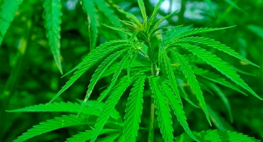 Homem é condenado pelo cultivo de planta psicotrópica na cidade de Tiros Homem é condenado pelo cultivo de planta psicotrópica na cidade de Tiros