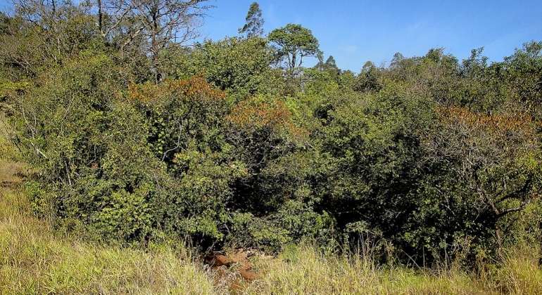 TJMG condena proprietário rural por dano ambiental TJMG condena proprietário rural por dano ambiental