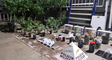 Polícia Militar desmonta local usado para cultivo de maconha em estufa na cidade de Patos de Minas Polícia Militar desmonta local usado para cultivo de maconha em estufa na cidade de Patos de Minas