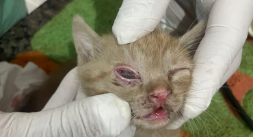 Rio Paranaíba - Mulher é presa por maus-tratos a animal, após jogar filhote de gato na parede Rio Paranaíba - Mulher é presa por maus-tratos a animal, após jogar filhote de gato na parede