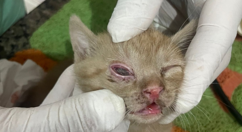 Rio Paranaíba - Mulher é presa por maus-tratos a animal, após jogar filhote de gato na parede Rio Paranaíba - Mulher é presa por maus-tratos a animal, após jogar filhote de gato na parede