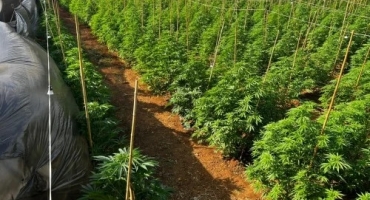 Patrocínio - Polícia Militar desarticula plantação com 6 mil pés de maconha em fazenda do município Patrocínio - Polícia Militar desarticula plantação com 6 mil pés de maconha em fazenda do município