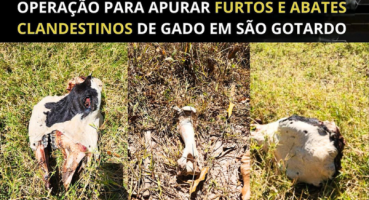 Polícia Civil realiza operação para apurar furtos e abates clandestinos de gado em São Gotardo Polícia Civil realiza operação para apurar furtos e abates clandestinos de gado em São Gotardo