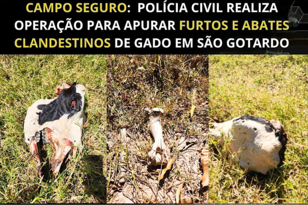 Polícia Civil realiza operação para apurar furtos e abates clandestinos de gado em São Gotardo Polícia Civil realiza operação para apurar furtos e abates clandestinos de gado em São Gotardo