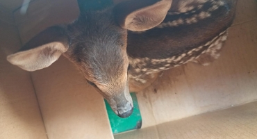 Filhote de veado e trinca-ferro são resgatados pela Polícia Ambiental de cativeiro na comunidade do Leal; em Patos de Minas Filhote de veado e trinca-ferro são resgatados pela Polícia Ambiental de cativeiro na comunidade do Leal; em Patos de Minas