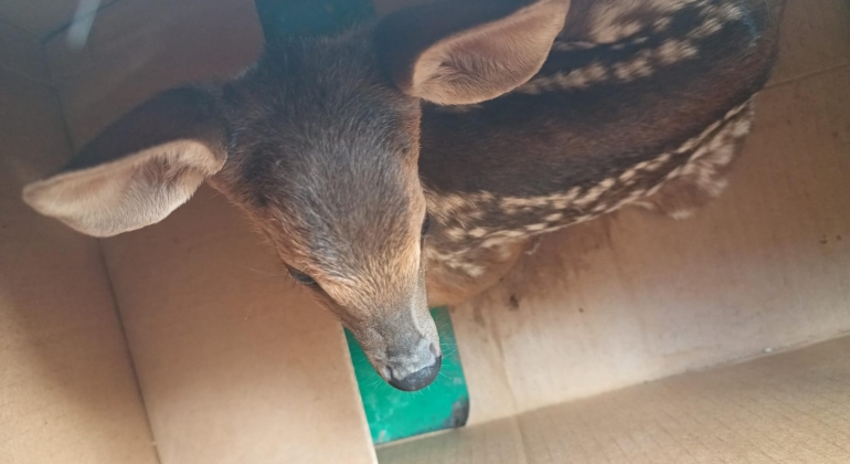 Filhote de veado e trinca-ferro são resgatados pela Polícia Ambiental de cativeiro na comunidade do Leal; em Patos de Minas Filhote de veado e trinca-ferro são resgatados pela Polícia Ambiental de cativeiro na comunidade do Leal; em Patos de Minas