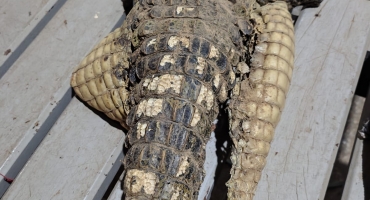 Lagoa Grande - Homem é preso com carcaça de jacaré e materiais usados para pesca e caça predatória Lagoa Grande - Homem é preso com carcaça de jacaré e materiais usados para pesca e caça predatória
