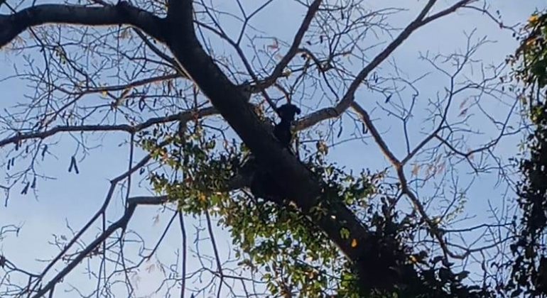 Cãozinho sobe em árvore, não consegue descer e precisa ser resgatado pelo Corpo de Bombeiros na zona rural de Patos de Minas Cãozinho sobe em árvore, não consegue descer e precisa ser resgatado pelo Corpo de Bombeiros na zona rural de Patos de Minas