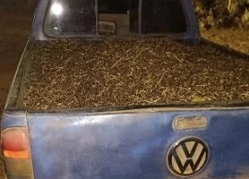 Furto de café em fazenda é flagrado pela Polícia Militar e suspeito acaba preso; em Patos de Minas