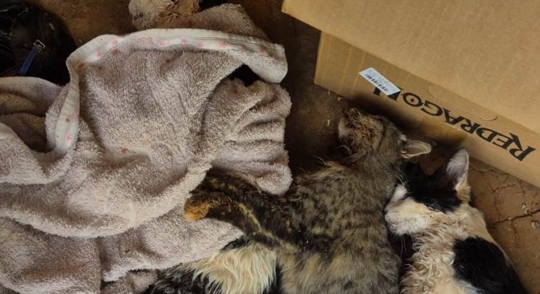 Neta e avó se revoltam após terem seis gatos mortos por envenenamento no bairro Novo Horizonte; em Lagoa Formosa Neta e avó se revoltam após terem seis gatos mortos por envenenamento no bairro Novo Horizonte; em Lagoa Formosa