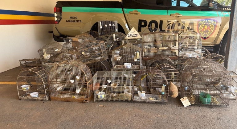 Coromandel - Polícia Militar de Meio Ambiente apreende 83 aves silvestres em cativeiro irregular Coromandel - Polícia Militar de Meio Ambiente apreende 83 aves silvestres em cativeiro irregular