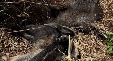 Tamanduá que carregava filhote é atropelada e morta na BR-251; pequeno animal sobrevive e aguarda resgate em cima do corpo da mãe