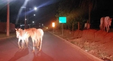 Acidente com cavalo em rotatória alerta sobre animais soltos em Patos de Minas Acidente com cavalo em rotatória alerta sobre animais soltos em Patos de Minas