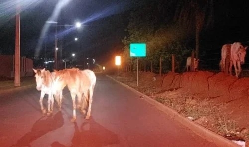 Acidente com cavalo em rotatória alerta sobre animais soltos em Patos de Minas