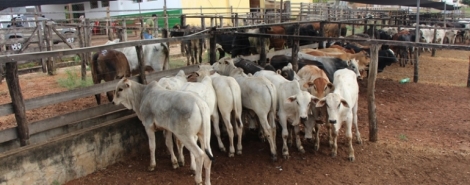 Sindicato dos Produtores Rurais de Lagoa Formosa realiza Leilão Misto nesta quinta-feira, 2 de outubro