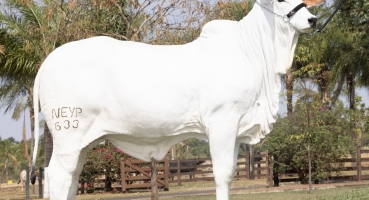 Bezerra que 'arrecadou' 3 milhões de reais para vítimas de enchentes no Rio Grande do Sul será leiloada 
