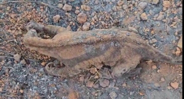 Bombeiros combatem incêndio de grandes proporções e resgatam tamanduá-bandeira ferido; no município de Patos de Minas