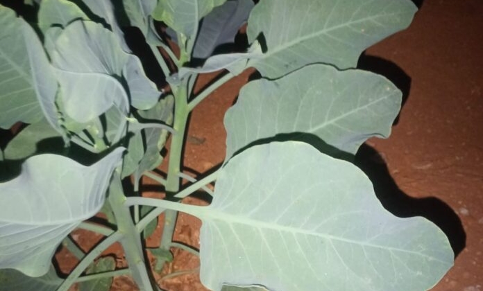 Três pessoas sofrem parada cardiorrespiratória após ingerirem planta tóxica confundida com couve na zona rural de Patrocínio