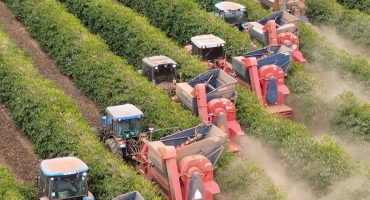 Sicredi financia R$ 3,5 bilhões no Plano Safra 2024/2025 em MG