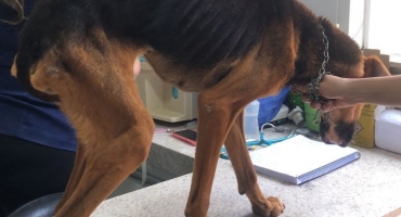 Coromandel - Polícia Militar de Meio Ambiente resgata cão vítima de maus-tratos