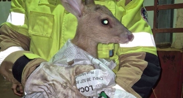 Lagoa Formosa - Veado atropelado é resgatado pelo Corpo de Bombeiros no Distrito de Monjolinho de Minas 