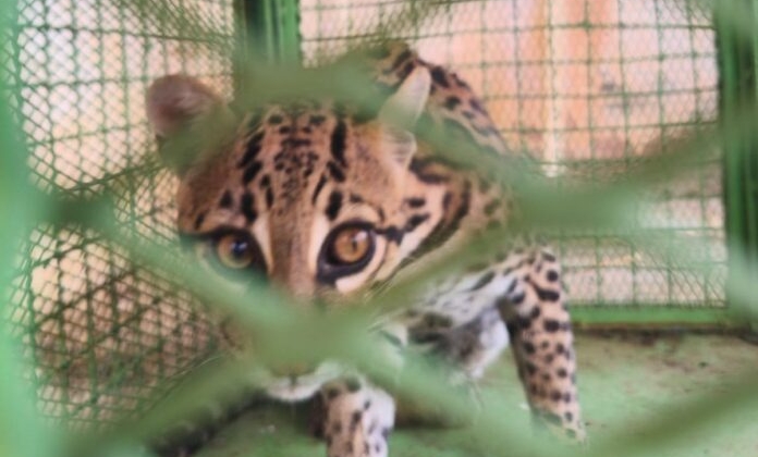 Bombeiros capturam jaguatirica em residência na zona rural de Rio Paranaíba