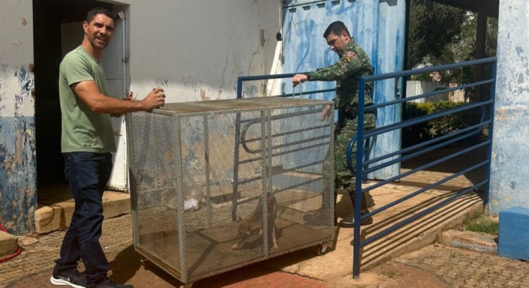 Carmo do Paranaíba – Filhote de raposa invade escola municipal e mobiliza polícia ambiental, veja vídeo Carmo do Paranaíba – Filhote de raposa invade escola municipal e mobiliza polícia ambiental, veja vídeo