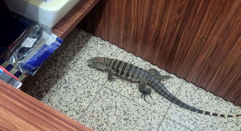 Réptil invade loja no Centro de Patos de Minas e causa pavor nos funcionários  Réptil invade loja no Centro de Patos de Minas e causa pavor nos funcionários
