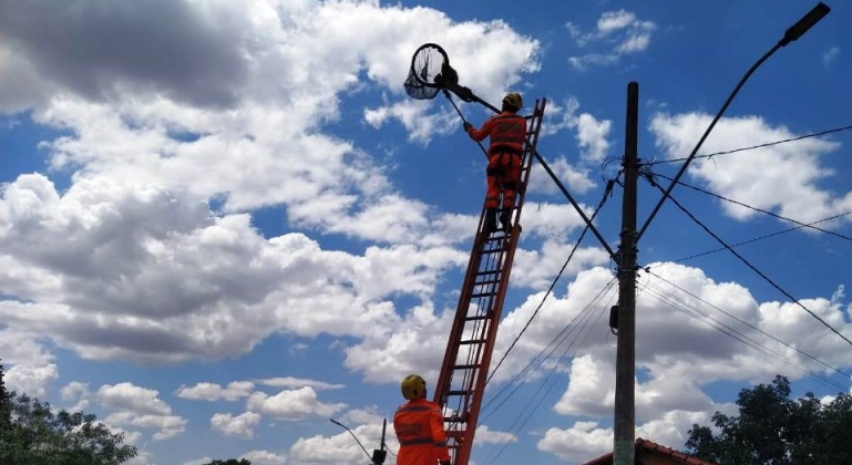 Corpo de Bombeiros salva ouriço que se refugiou no alto de um poste para fugir de cães; em Lagoa Formosa  Corpo de Bombeiros salva ouriço que se refugiou no alto de um poste para fugir de cães; em Lagoa Formosa