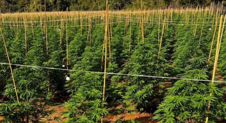 Coromandel - Dupla é presa por envolvimento em plantação com seis mil pés de maconha