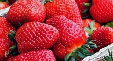 Para além do café com leite: conheça outras culturas mineiras que batem recorde no país