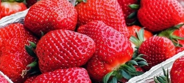 Para além do café com leite: conheça outras culturas mineiras que batem recorde no país