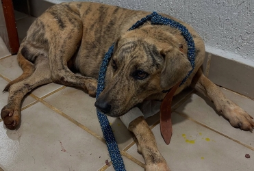  Comarca de Patrocínio incentiva campanha em prol de animais abandonados