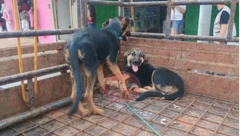 Patos de Minas - Cães são resgatados após serem deixados em carroceria de caminhonete estacionada em via pública de um para o outro 