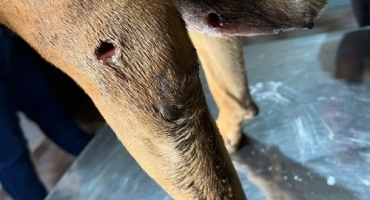 Rio Paranaíba - Violência contra animal choca moradores da cidade ; cadela é baleada e salva por ONG