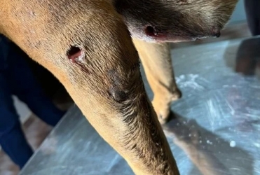 Rio Paranaíba - Violência contra animal choca moradores da cidade ; cadela é baleada e salva por ONG