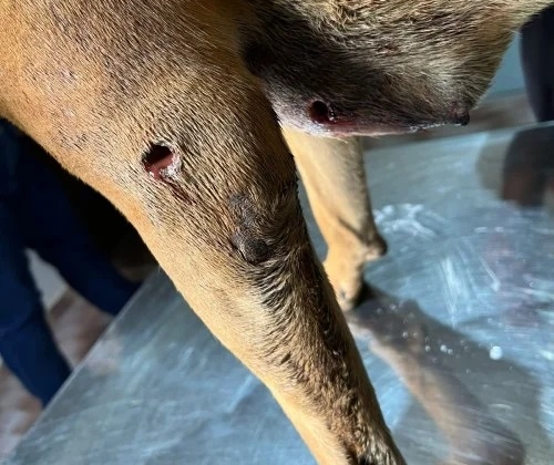 Rio Paranaíba - Violência contra animal choca moradores da cidade ; cadela é baleada e salva por ONG