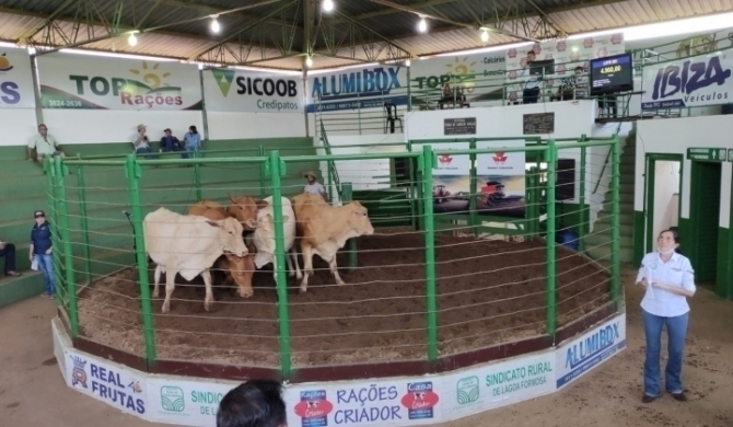 Sindicato dos Produtores Rurais de Lagoa Formosa realiza tradicional leilão de gado de corte nesta quinta-feira; 17 de dezembro