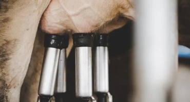 Justiça Federal impõe novas exigências ao uso de hormônios na produção de leite no Triângulo Mineiro