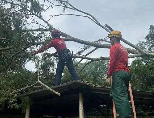 Corte de árvores no município de Patos de Minas mobiliza Corpo de Bombeiros e deixa militar ferido
