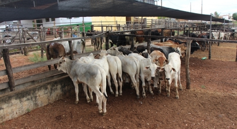 Sindicato dos Produtores Rurais de Lagoa Formosa realiza tradicional leilão de gado de corte nesta quinta-feira; 22 de janeiro 