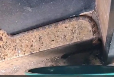 Jararaca é encontrada na calçada de loja no Centro de Patos de Minas 