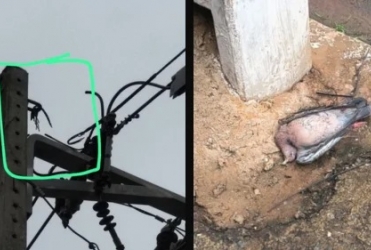 Patos de Minas - Pássaro provoca curto-circuito e deixa bairros sem energia na manhã desta quinta-feira (26)
