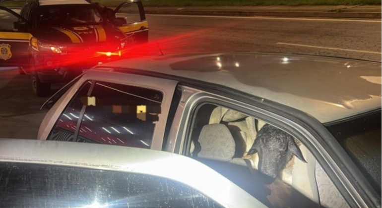 PRF resgata 18 bodes amontoados em carro roubado na BR-104; sete animais morreram