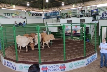 Sindicato dos Produtores Rurais de Lagoa Formosa realiza tradicional leilão de gado de corte nesta quinta-feira; 5 de março