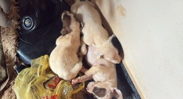 Rio Paranaíba - Cadela da raça pit bull e oito filhotes são resgatados em situação de maus-tratos; veja vídeo