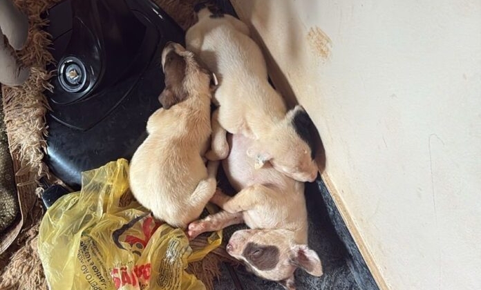 Rio Paranaíba - Cadela da raça pit bull e oito filhotes são resgatados em situação de maus-tratos; veja vídeo