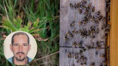 Homem de 42 anos morre em ataque de abelhas que deixou 18 vítimas; em Rio Paranaíba 