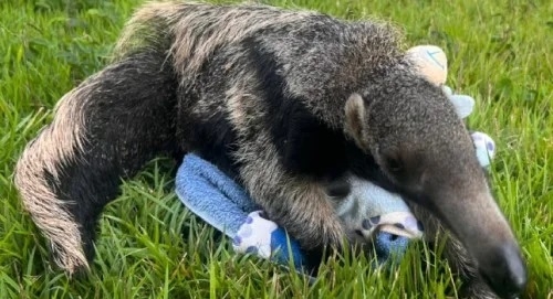 Filhote de tamanduá resgatado após atropelamento da mãe é reabilitado em Patos de Minas