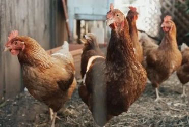 “Ladrão de galinha” faz jus ao nome e foge com 15 aves durante a madrugada, em Carmo do Paranaíba 